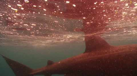 Basking shark  left to right tail fin Video stock 47929622