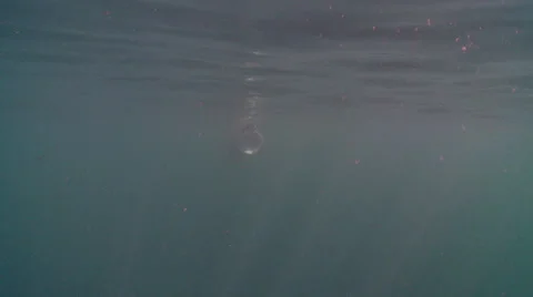 Basking shark  plankton Video stock 47953443