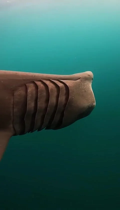 BASKING shark in the sea Stock Footage 327977342