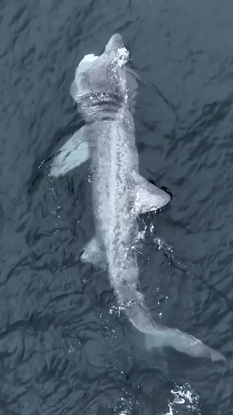 BASKING shark in the sea Vidéo 330065515