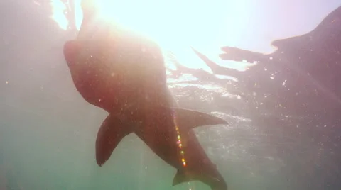 Basking shark silhouette 스톡 동영상 47967039
