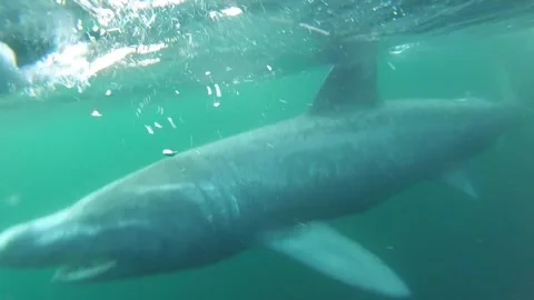 Basking Shark in Strong Current Stock Footage 262353592