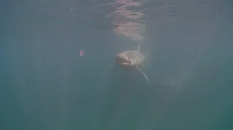 Basking shark  swim to camera Video stock 47929442