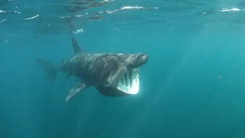 Basking Sharks - Isle of Coll - Basking Shark filter feeding then turning Vidéo 118367344