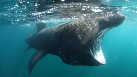 Basking Sharks - Isle of Coll - Basking Shark filter feeding head on then pas Vidéo 118369391