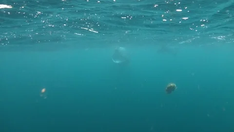 Basking Sharks-Isle of Coll-Incredibly close pass, by feeding basking shark Stock Footage 118374326