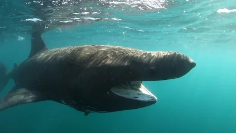 Basking Sharks - Isle of Coll - Large Basking Shark passing by while chewing Vidéo 118371158