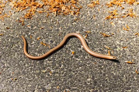 Basking slow worm Фото