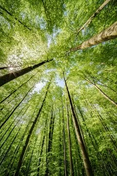 Basking in the suns rays, surrounded by a canopy of trees in a lush forest, t Stock Photos