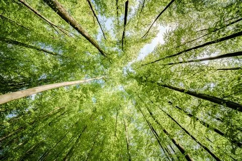 Basking in the suns rays, surrounded by a canopy of trees in a lush forest, t Stock Photos