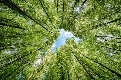 Basking in the suns rays, surrounded by a canopy of trees in a lush forest, t Stock Photos