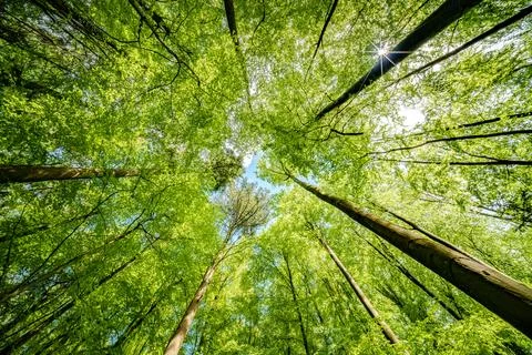 Basking in the suns rays, surrounded by a canopy of trees in a lush forest, t Stock Photos