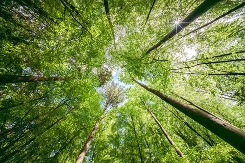 Basking in the suns rays, surrounded by a canopy of trees in a lush forest, t Stock Photos