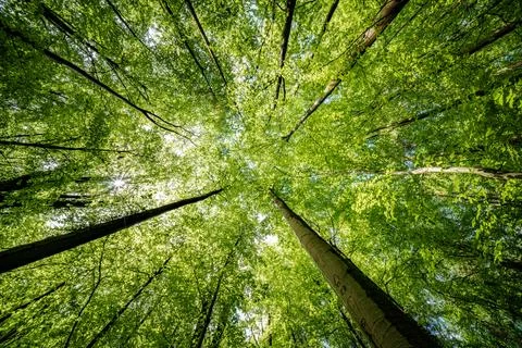 Basking in the suns rays, surrounded by a canopy of trees in a lush forest, t Stock Photos
