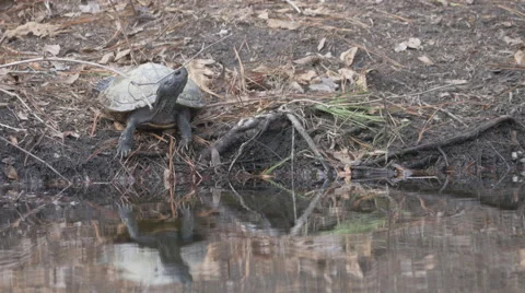 Basking Turtle Returns to the Water Stock Footage 46020699