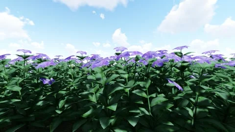 The Baslloon Purple Flower Stock Footage 342150677