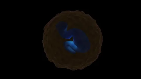 Basophil Stock Footage 305632330