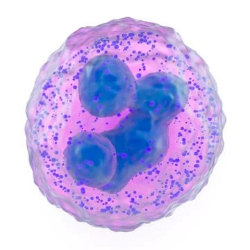 Basophil granulocyte Stock Photos