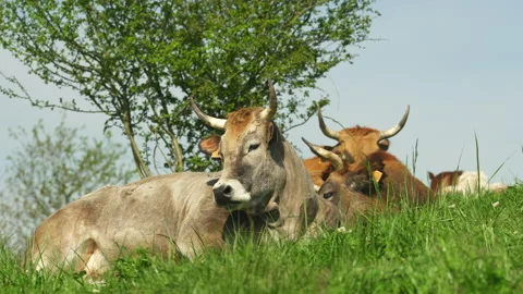 Basque Country landscape Stock-Footage 152239509