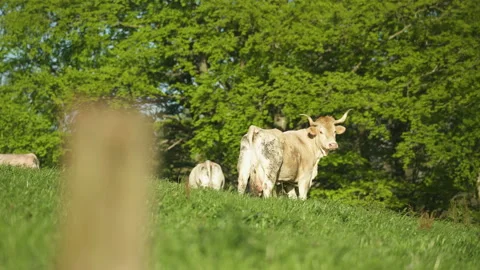 Basque cow in Goierri, Txindoki area in Basque Country Vidéo 152473377
