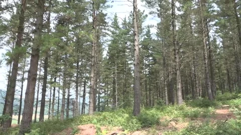 Basque forestry associations call for more wildfire prevention measures, Atxondo 스톡 동영상 339778677