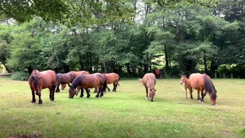 Basque Mountain Horse Video stock 222023284