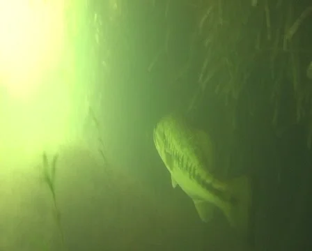 Bass action Stock Footage 903809