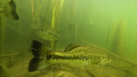 Bass and Bluegill Mingling in Reedy Shallows Stock Footage