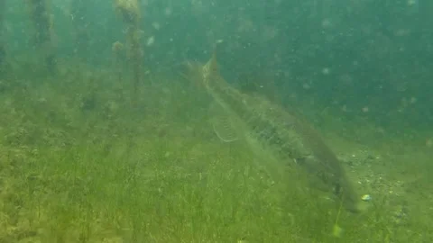 fish biting hook underwater Bass biting worm on hook underwater
