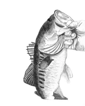 Bass Fish Drawing Stock Photos