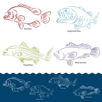 Bass fish types Stock Illustration