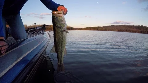 Bass Fishing Release Stock Footage