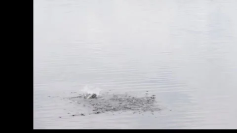 Bass getting dragonfly 6-21-26 Stock Footage 337976368