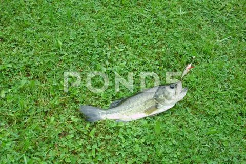 Bass In Grass Caught With Fishing Lure Stock Photos