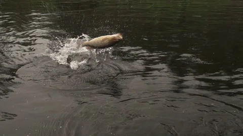 Bass Jumping - Slow Motion Stock Footage 68675848