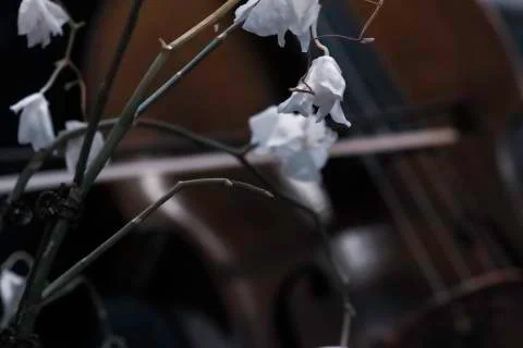 Bass Notes-3 Stock Photos