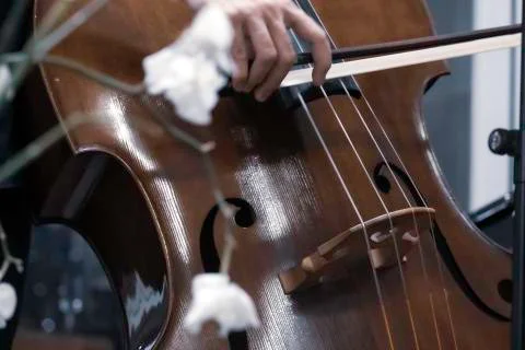 Bass Notes-5 Stock Photos