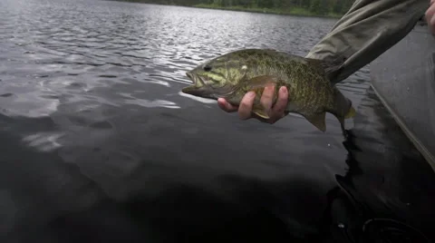 Bass Release Slow Motion Stock Footage