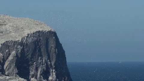 Bass Rock Video stock 101313469