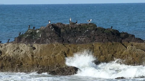 Bass Rock Stock Footage 101313515