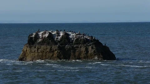 Bass Rock Video stock 101313799