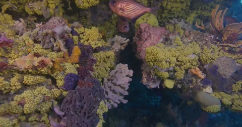 Bass Strait Reef, Ocean Floor Covered By Golden Zoanthids, 스톡 동영상 331719939