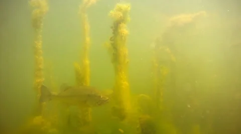 Bass Swims By Stock Footage 35569389