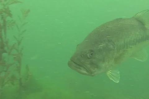 Bass1 ntsc Stock Footage 2221158