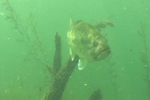 Bass2 ntsc Stock Footage 2222512