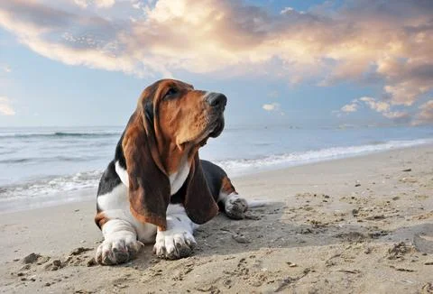 Basset hound on the beach Fotos Stock