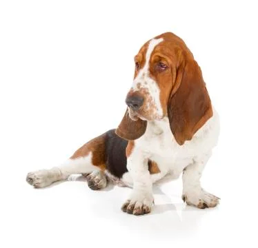 Basset hound Stock Photos