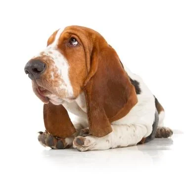 Basset hound Stock Photos