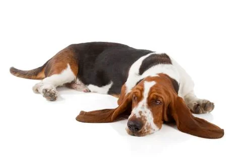 Basset hound Stock Photos