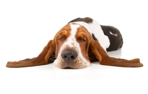 Basset hound Stock Photos